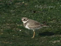 Steltloperachtigen [Charadriiformes]